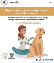 Tips para cuidar tu mascota en cuarentena