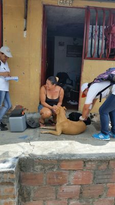 UESVALLE FINALIZÓ CON ÉXITO LA SEMANA DE CONMEMORACIÓN DE LUCHA CONTRA LA RABIA DE PERROS Y GATOS EN MUNICIPIOS CATEGORIA 4ª, 5ª Y 6ª