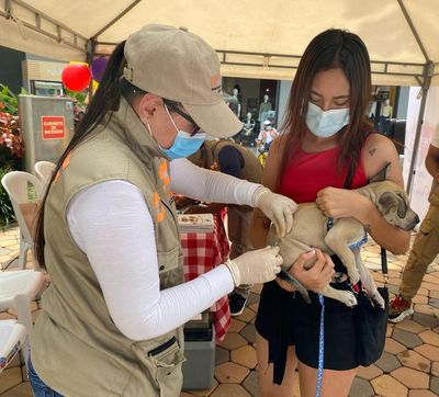 Abcé de la vacunación antirrábica para perros y gatos